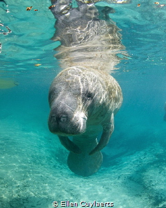 Manatee observing at 3 Sisters spring last winter by Ellen Cuylaerts 